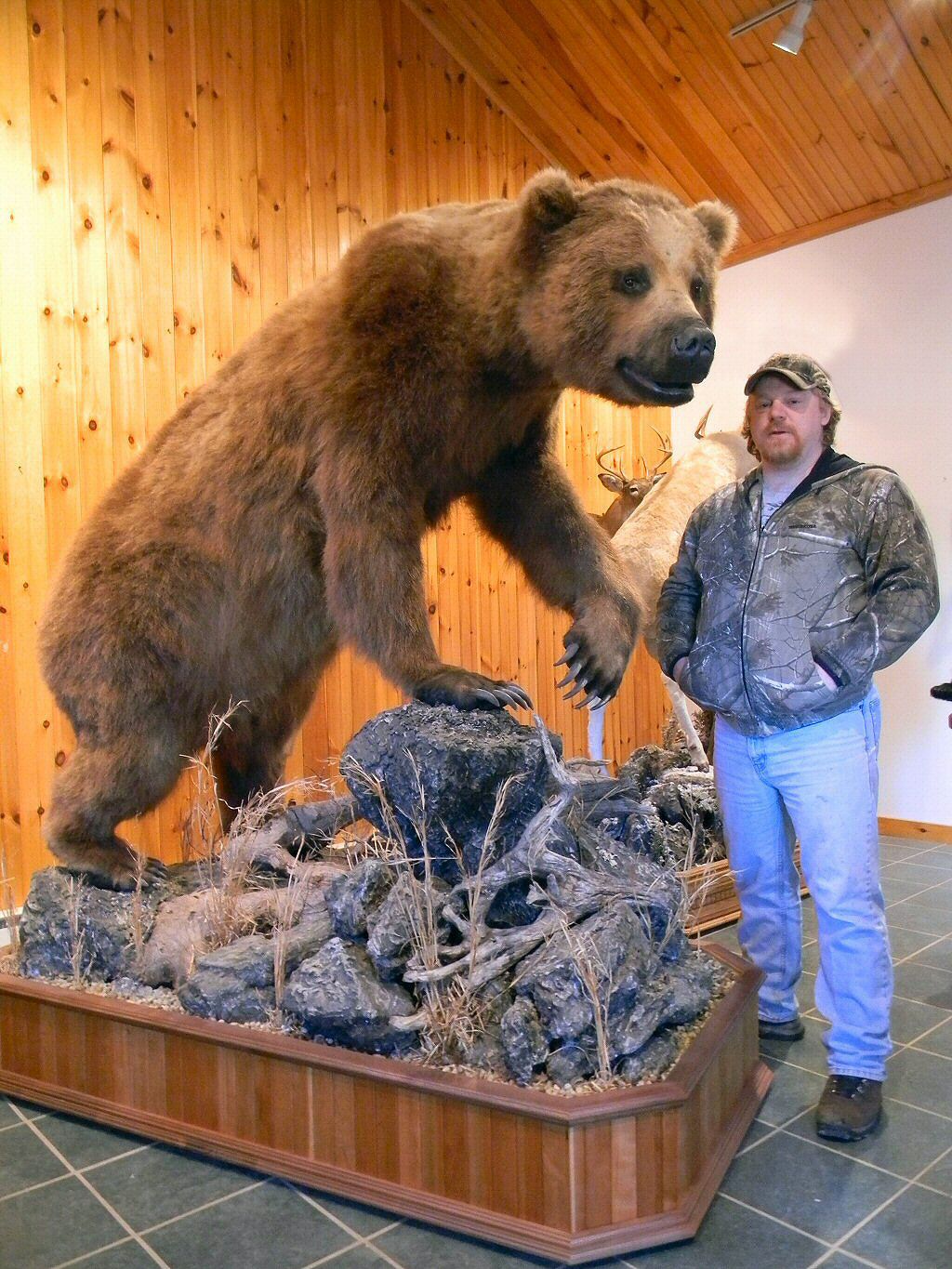 Pennsylvania Taxidermy Studio Brown Bear Taxidermy